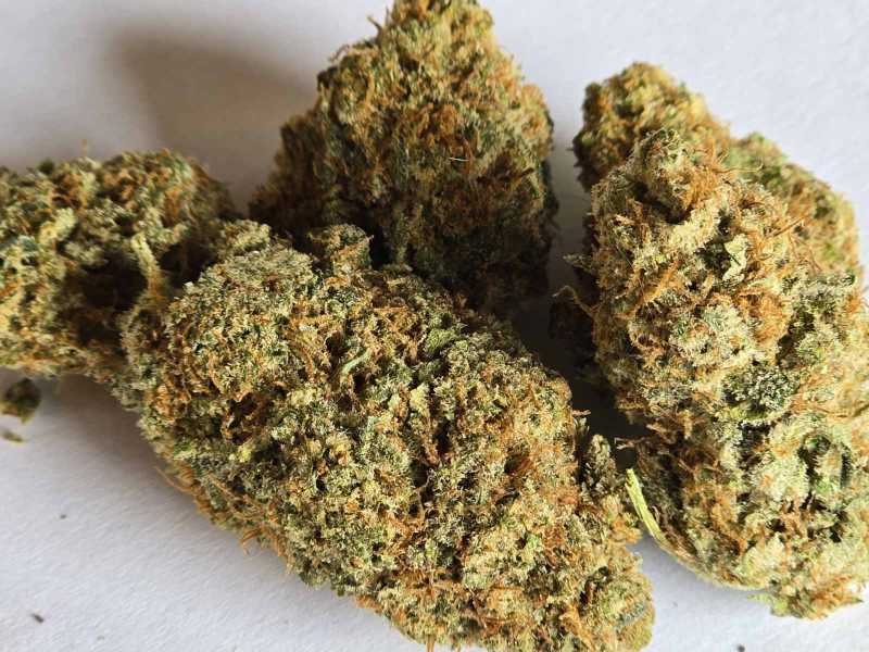 Mimosa CBD 1g